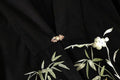 Embroidered Bamboo Rabbit Coat Shirt Spring Autumn 2025 Retro Chinese Traditional Versatile Black Jacket Top Women's Clothing